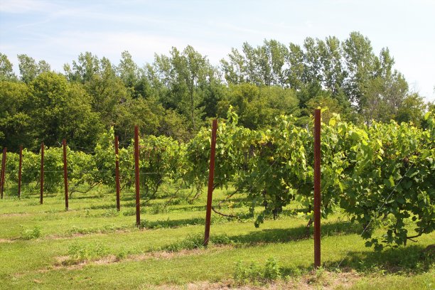 一排排的葡萄园由铁丝支撑图片下载