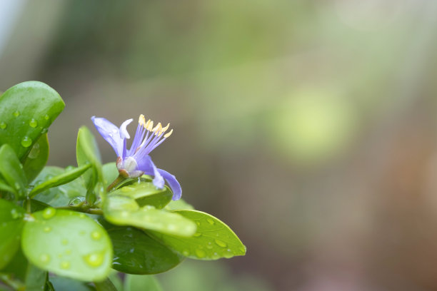 紫先生鲜花。白桦图片下载