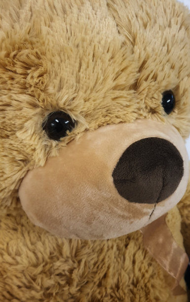 泰迪熊图片下载