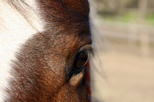 马的眼睛图片下载