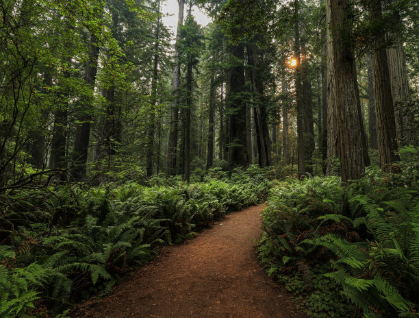 夫人鸟图片下载