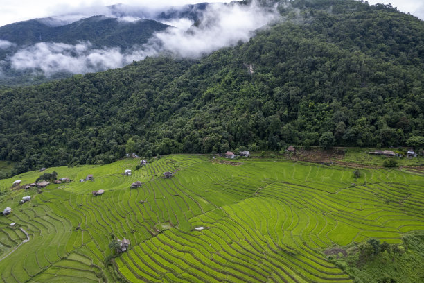 泰国北部清迈湄湛的稻田图片下载