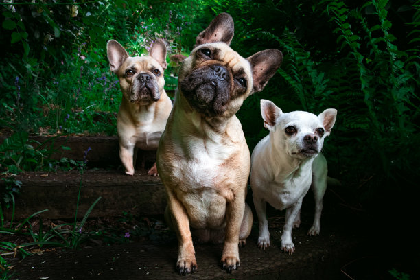 三只好奇的狗的肖像图片下载