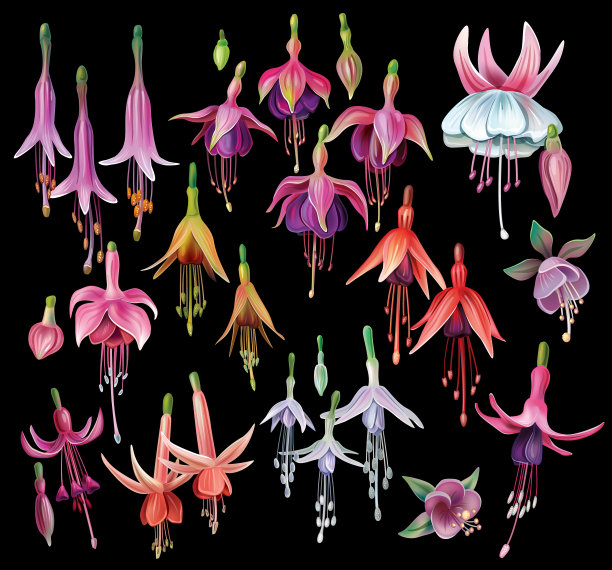 一组樱红色的花分离植物学图片下载