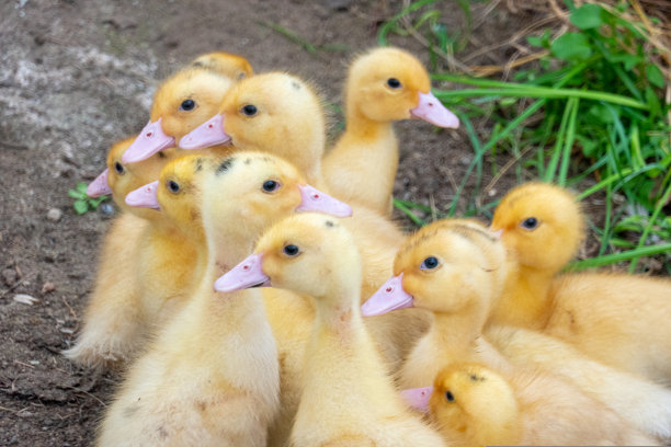 家庭农场上的肉鸡图片下载