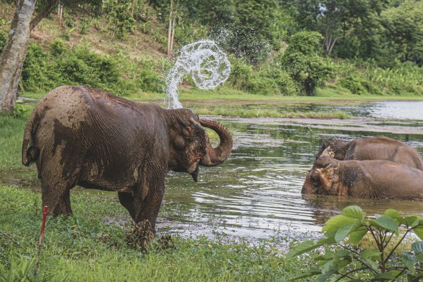 大象洗澡图片下载