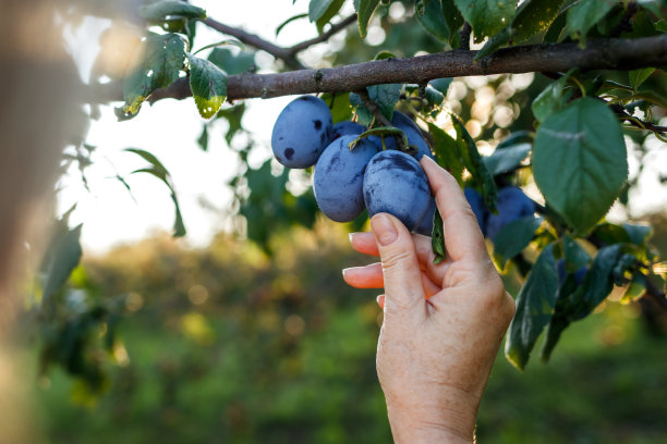 女人在果园里采摘成熟的李子图片下载