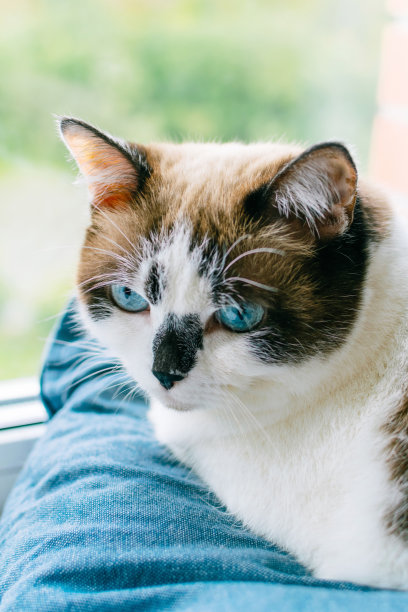特写：蓝眼睛的虎斑猫躺在蓝色窗台枕头上图片下载