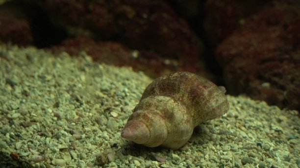 鱼儿在水中游动的形象图片下载