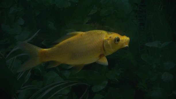 黄色的鱼在水里游图片下载
