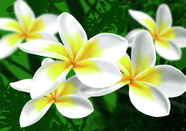 鸡蛋花，绘制美丽的花朵称为鸡蛋花，手绘数字插图。图片下载