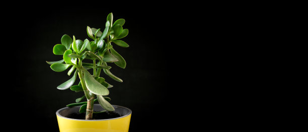 在一个黑色背景上孤立的黄色花盆里的冬青。孤立的肉质植物。热带室内植物盆栽。家里最小的设计。金钱树。家居花园、花店概念。图片下载