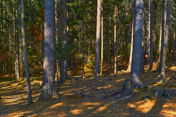 在温暖的日子里，山坡上的茂密森林。图片下载