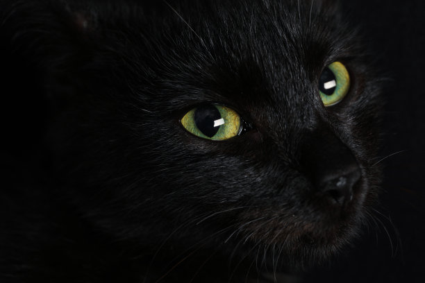 深色背景下，有着美丽眼睛的黑猫特写图片下载