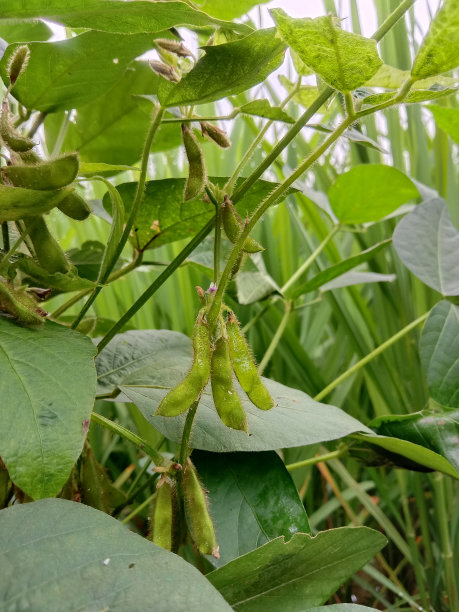 大豆种植中的大豆荚果(Glycine max)图片下载