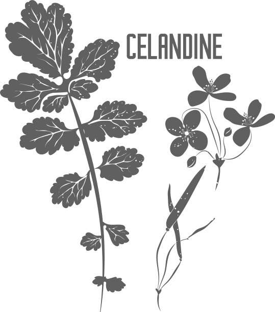 白屈菜枝和花矢量插图图片下载