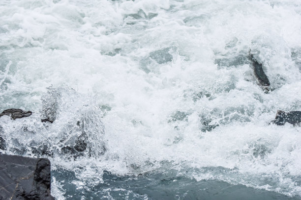 产卵鲑鱼逆流而上图片下载