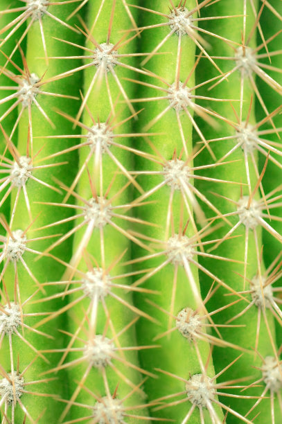 仙人掌图片下载