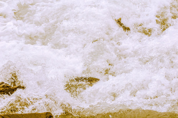 产卵鲑鱼逆流而上图片下载