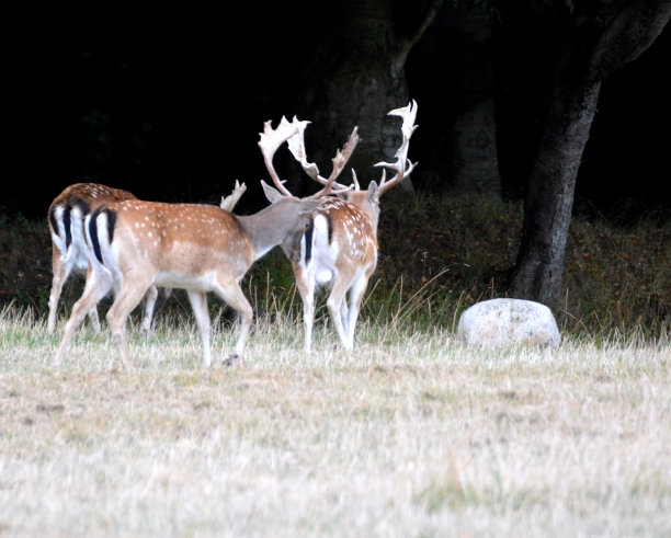 在田野里觅食的白尾鹿图片下载