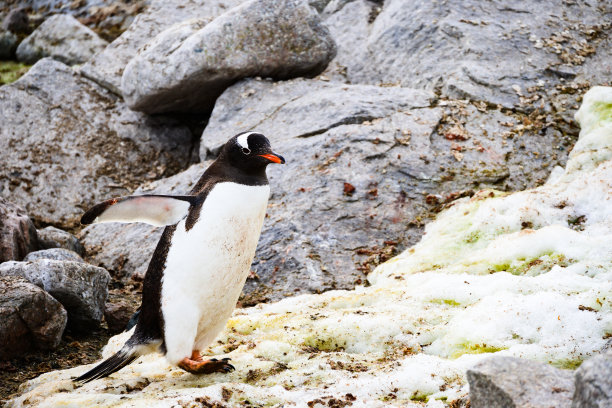 巴布亚企鹅展示它独特的橙色喙和扫帚一样的尾巴。巴布亚环境的雪和岩石完整的图片图片下载