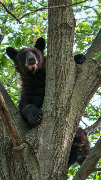 熊在树上摆姿势，寻找喂食器图片下载