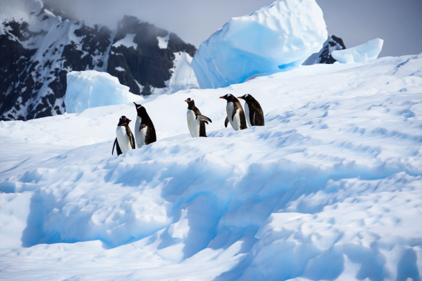 巴布亚企鹅小心翼翼地从南极洲的冰山上爬下来的戏剧性照片图片下载