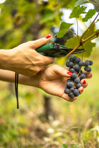 采摘葡萄，年轻女孩采摘葡萄图片下载