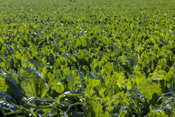 在农田里种植甜菜图片下载