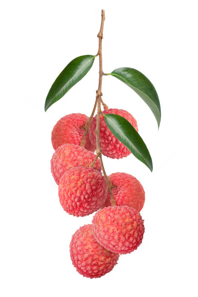 荔枝的水果图片下载