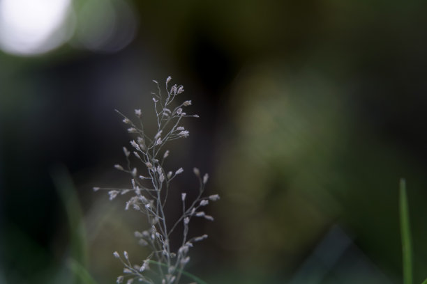 前院的一种非常小的花，像草籽一样生长。图片下载