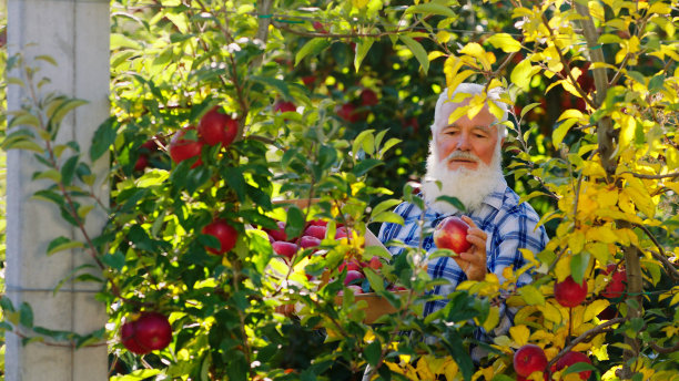 阳光明媚的初秋时节去摘苹果，老农夫开心地小心翼翼地从树上摘下成熟的苹果图片下载