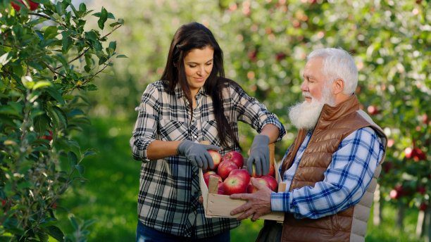在阳光明媚的秋天，富有魅力的农夫老人和美丽的农夫女人从树上摘下了收获的苹果，他们闻到了新鲜的有机苹果，然后放进木箱图片下载
