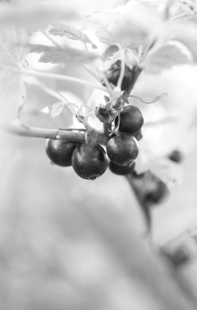 黑加仑子图片下载