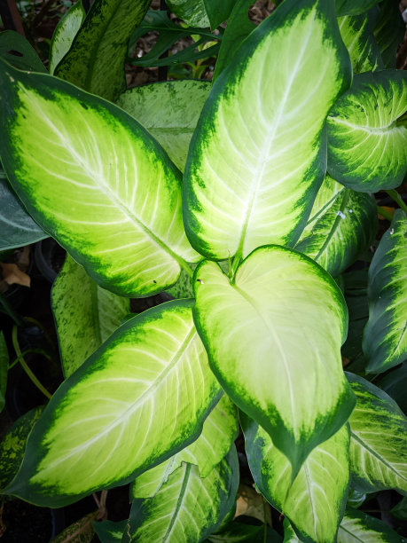 在房子的院子里，用好肥料栽在大花盆里的金丝万年花茁壮成长图片下载