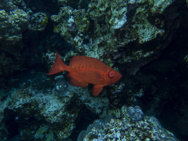 红海的珊瑚礁及其众多居民，洪加达，埃及图片下载