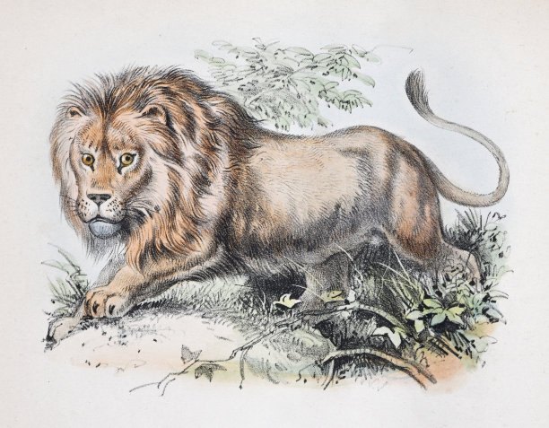 狮子(Panthera狮子座)-复古的颜色插图图片下载