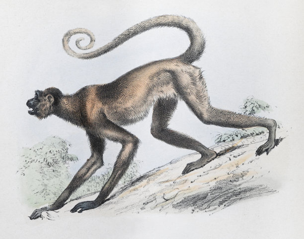 红脸蜘蛛猴(Ateles paniscus) -复古彩色插图图片下载