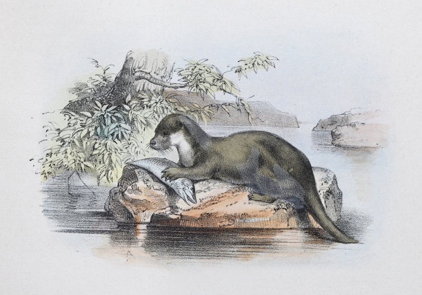 欧亚水獭(Lutra Lutra) -复古的颜色插图图片下载
