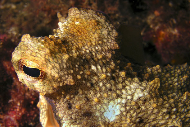 地中海章鱼，Cabo Cope Puntas del Calnegre地区公园，西班牙图片下载