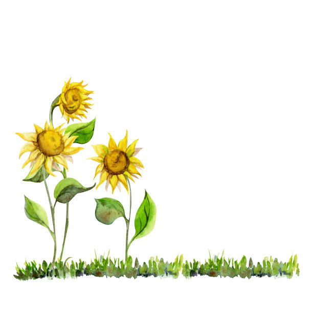 水彩手绘乡村与向日葵草地，孤立在白色背景。设计模板卡片，礼品袋，邀请，纺织品，打印，墙纸，为孩子图片下载