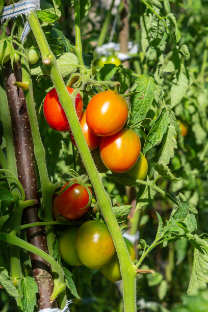 美丽的红色成熟的祖传番茄种植在温室。园艺番茄照片与拷贝空间。浅景深图片下载