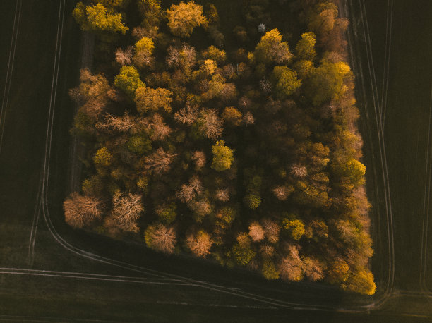 一个年轻的绿色森林在春天或夏天的顶部视图，瑞典图片下载