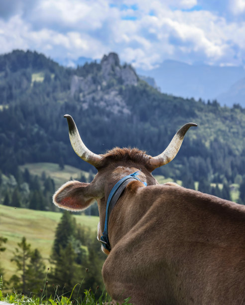 有角的牛的肖像图片下载