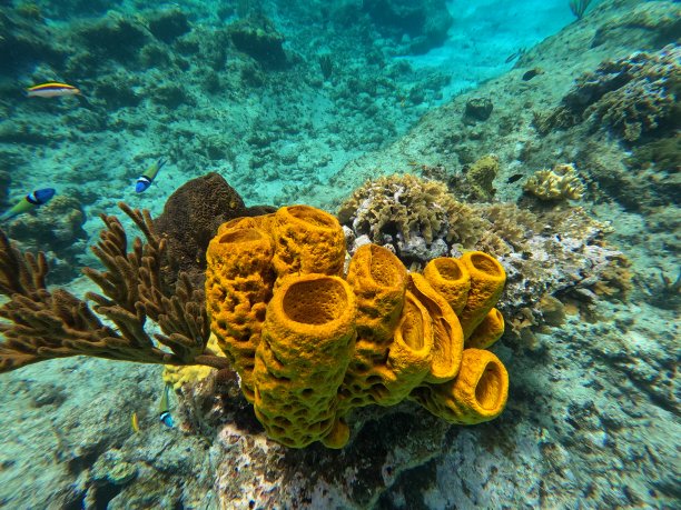 海海绵图片下载