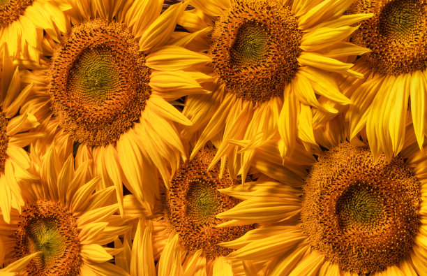 盛开的向日葵花。纹理。抽象的自然背景。图片下载