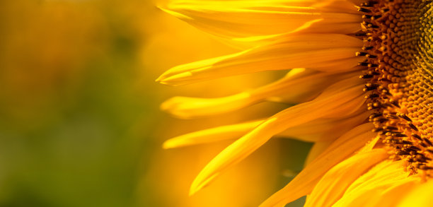 盛开的向日葵在田野上。美丽的自然黄色背景。图片下载