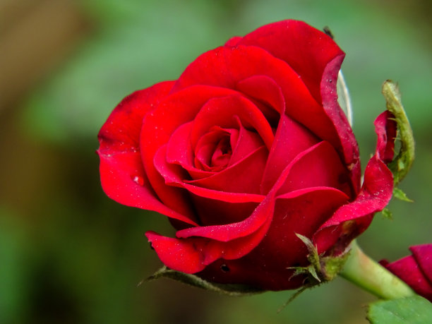 红玫瑰的特写图片下载
