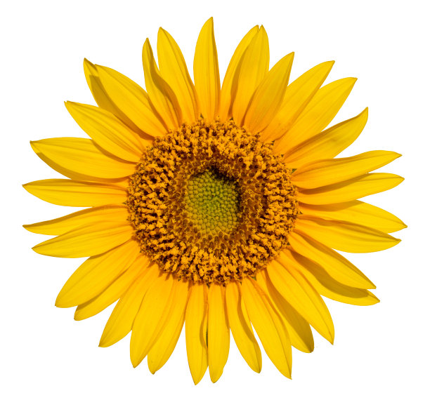 向日葵花在白底特写。图片下载