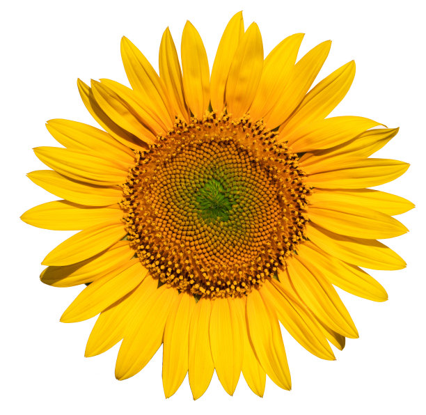 向日葵花在白底特写。图片下载